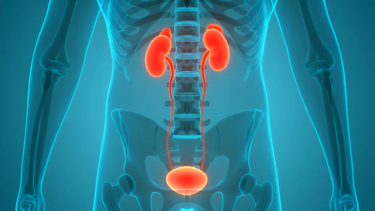 Urinary System Care